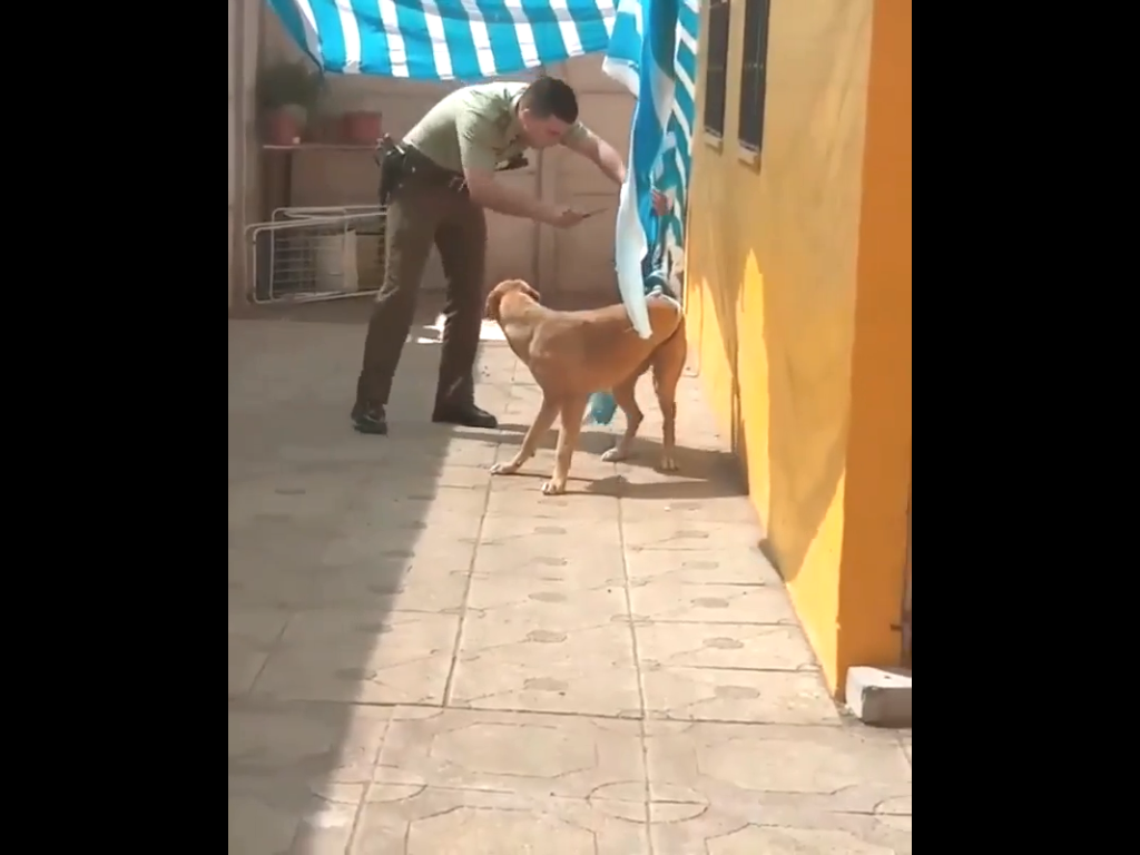 Cop saves a dog entangled in sheet; Thanks her rescuer in the sweetest way