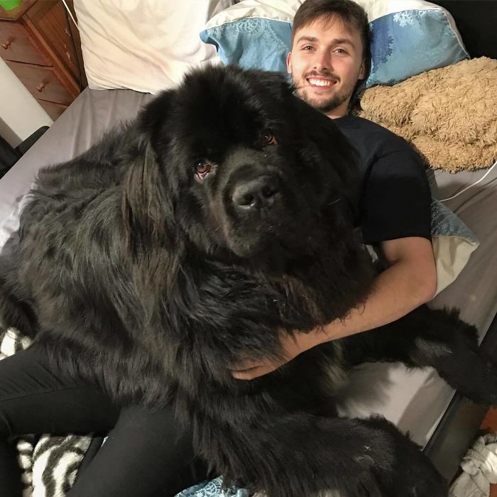 Funny and Cute Photos of Newfoundlands, and Its Crazy How Massive They Are