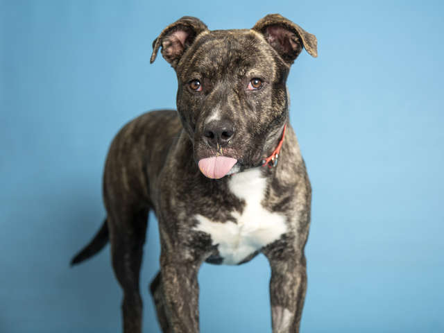 Rufio; the Pit Bull Puppy Gets Stuck On Roof; After Seeing his Rescuers he Gets Super Excited