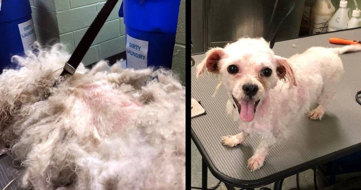 Mark Imhof; A Man Who Helped Shelter Dogs By Giving Them Haircuts and Help Them Find Homes