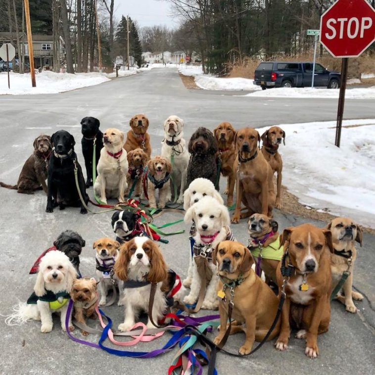 Saratoga Dog Walkers; Lovely Dogs 'Pack Walk' And Pose For Pictures