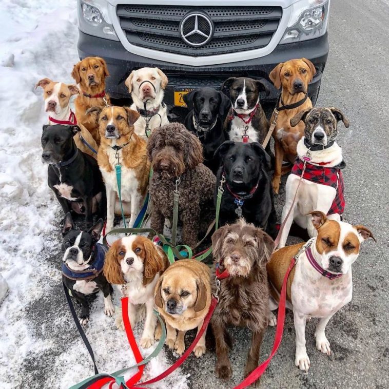Saratoga Dog Walkers; Lovely Dogs 'Pack Walk' And Pose For Pictures