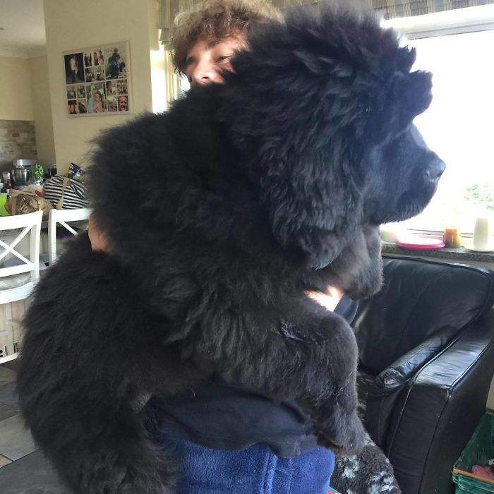 Funny and Cute Photos of Newfoundlands, and Its Crazy How Massive They Are