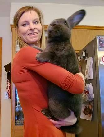 Giant Rabbit Couple Decide To Be In Charge Of The Baby Sister