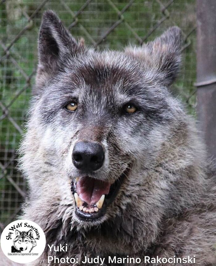 Yuki; The Wolfdog Dumped By Owner At A Kill Shelter, Luckily This Sanctuary Saved Him