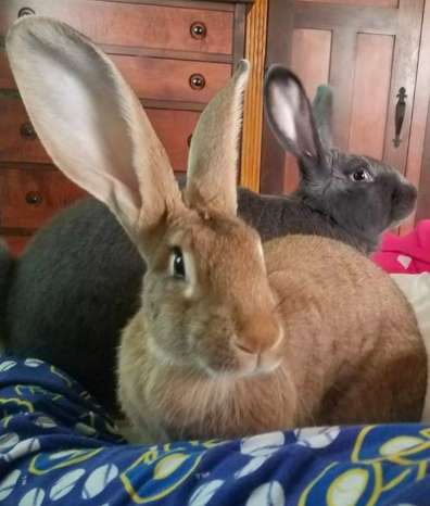 Giant Rabbit Couple Decide To Be In Charge Of The Baby Sister