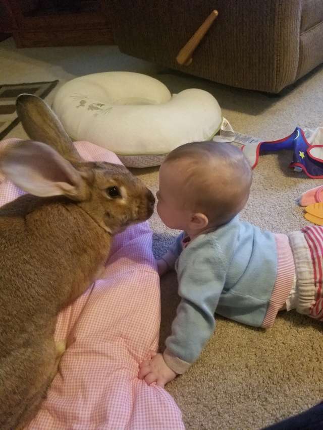 Giant Rabbit Couple Decide To Be In Charge Of The Baby Sister