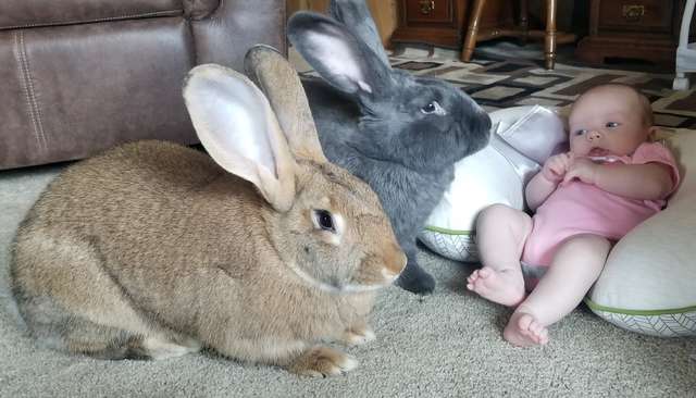 Giant Rabbit Couple Decide To Be In Charge Of The Baby Sister