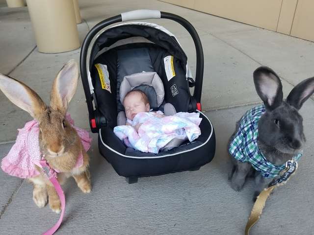 Giant Rabbit Couple Decide To Be In Charge Of The Baby Sister