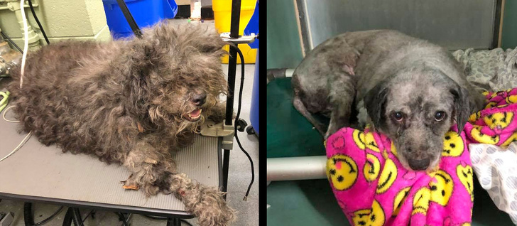 Mark Imhof; A Man Who Helped Shelter Dogs By Giving Them Haircuts and Help Them Find Homes