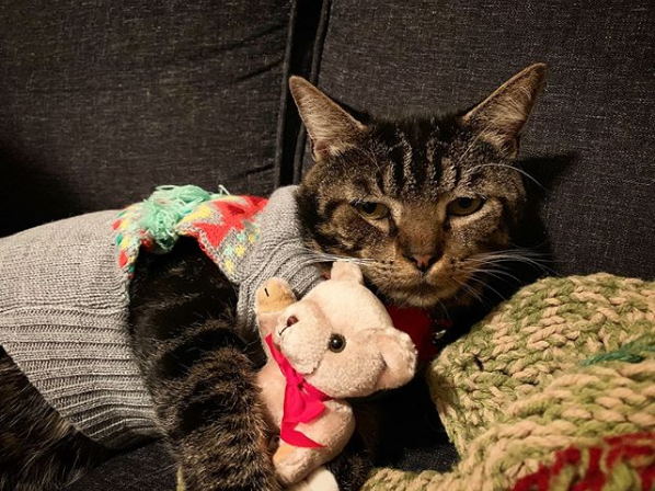 Wacky Felines That Are Purposely Failing at Being Cats