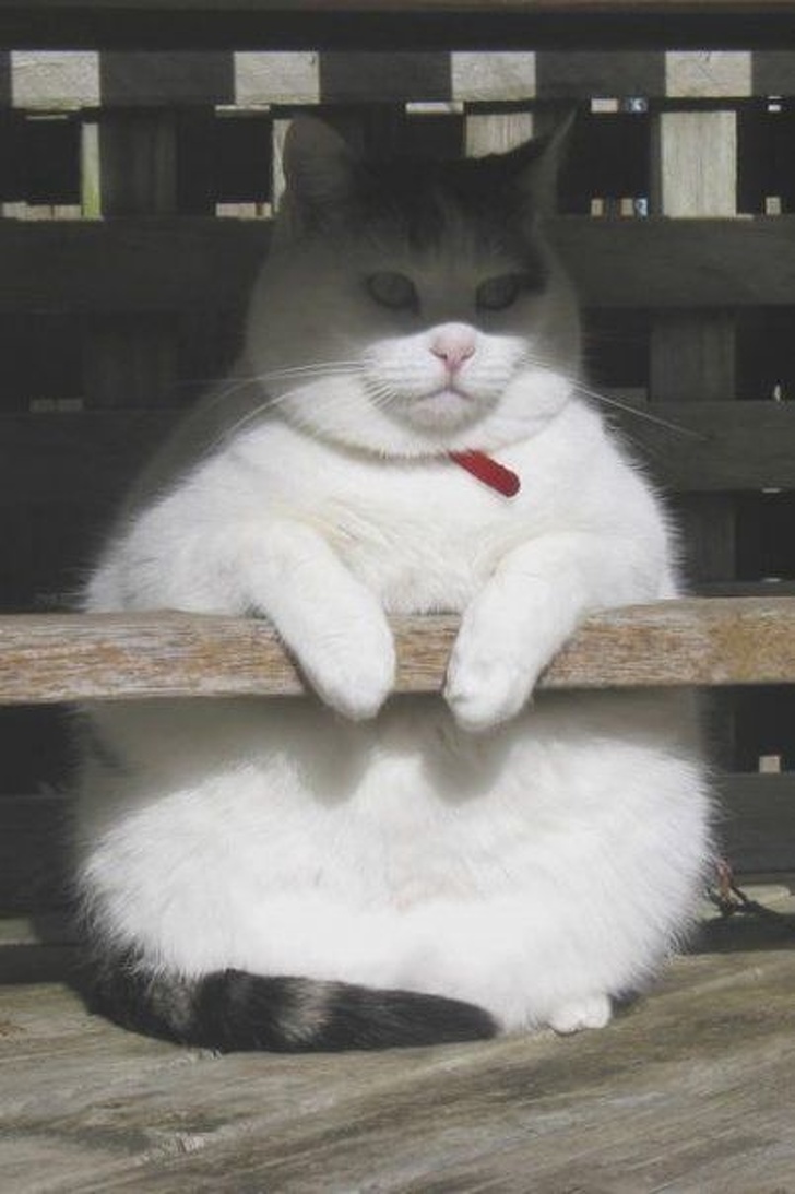 Chubby Animals That Will Shoot Straight In Your Heart