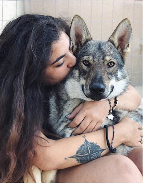 Gorgeous Wolfdogs You Would Want to Hug and Never Let Go