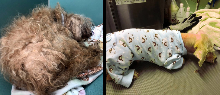 Mark Imhof; A Man Who Helped Shelter Dogs By Giving Them Haircuts and Help Them Find Homes