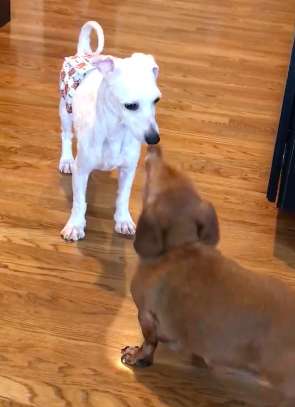 Jordan Knight; Dog Rescued From Puppy Mill Could Only Sleep While Standing Up