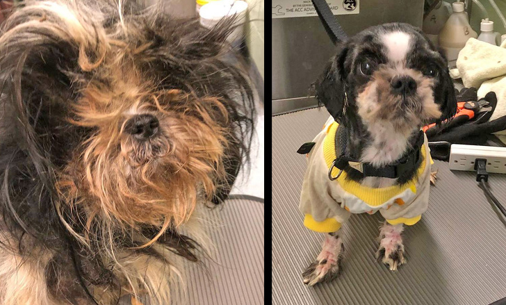 Mark Imhof; A Man Who Helped Shelter Dogs By Giving Them Haircuts and Help Them Find Homes