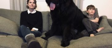 Funny and Cute Photos of Newfoundlands, and Its Crazy How Massive They Are