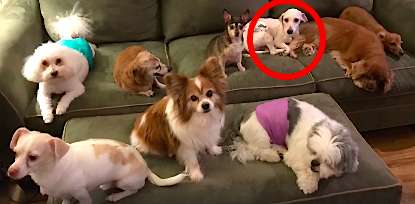 Jordan Knight; Dog Rescued From Puppy Mill Could Only Sleep While Standing Up
