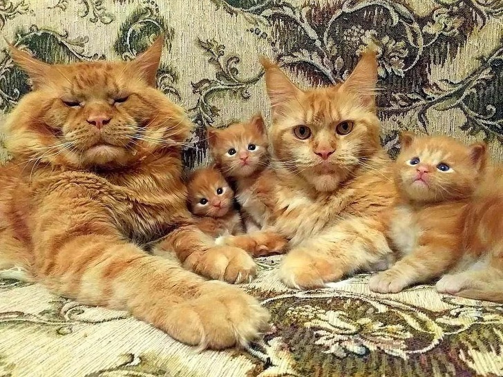 Chubby Animals That Will Shoot Straight In Your Heart