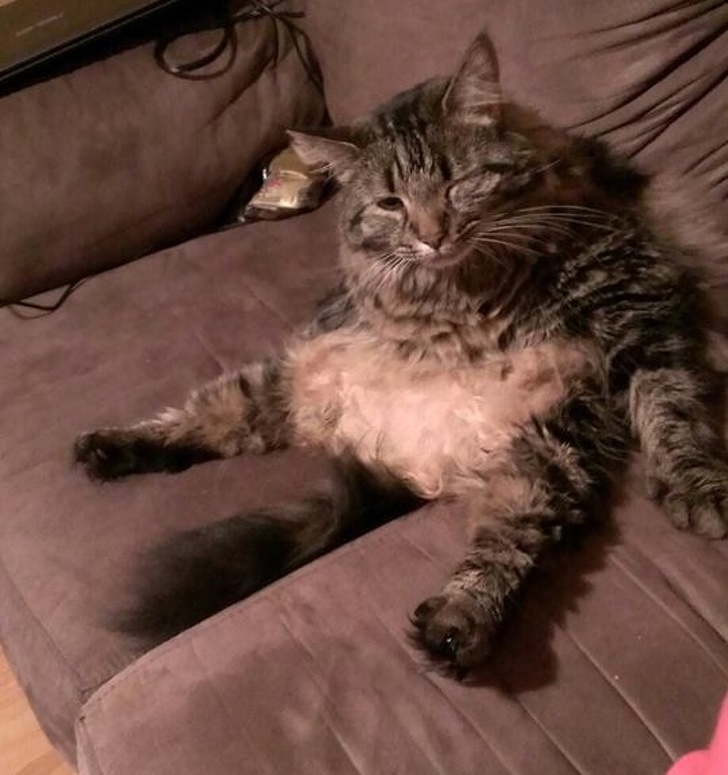 Wacky Felines That Are Purposely Failing at Being Cats