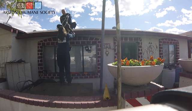 Rufio; the Pit Bull Puppy Gets Stuck On Roof; After Seeing his Rescuers he Gets Super Excited
