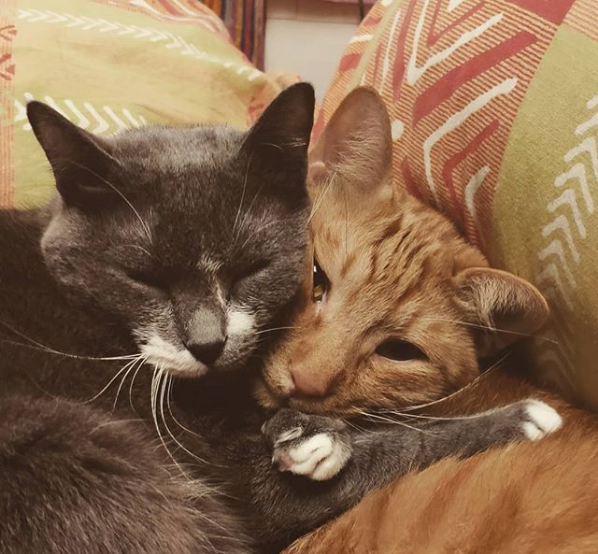 Wacky Felines That Are Purposely Failing at Being Cats