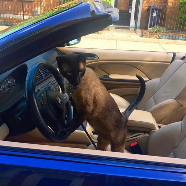 Wacky Felines That Are Purposely Failing at Being Cats