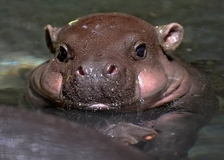 Chubby Animals That Will Shoot Straight In Your Heart