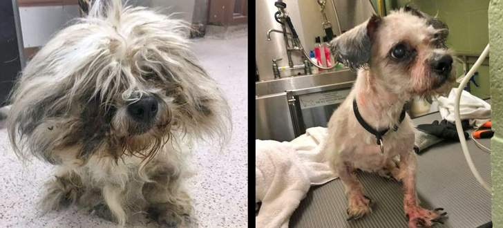 Mark Imhof; A Man Who Helped Shelter Dogs By Giving Them Haircuts and Help Them Find Homes