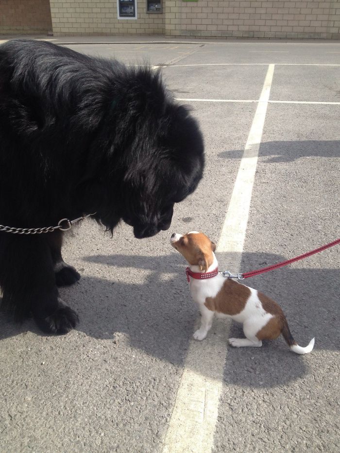 Funny and Cute Photos of Newfoundlands, and Its Crazy How Massive They Are