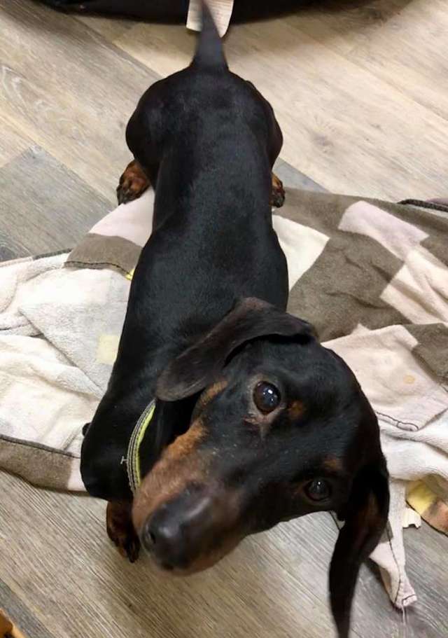 Police finds a taped-up dog left on the side of the road; tracks the culprit and arrest him