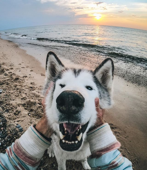 Gorgeous Wolfdogs You Would Want to Hug and Never Let Go