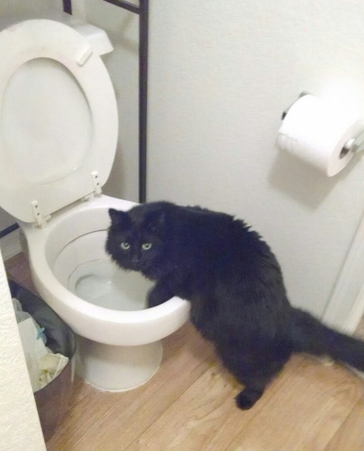 Wacky Felines That Are Purposely Failing at Being Cats