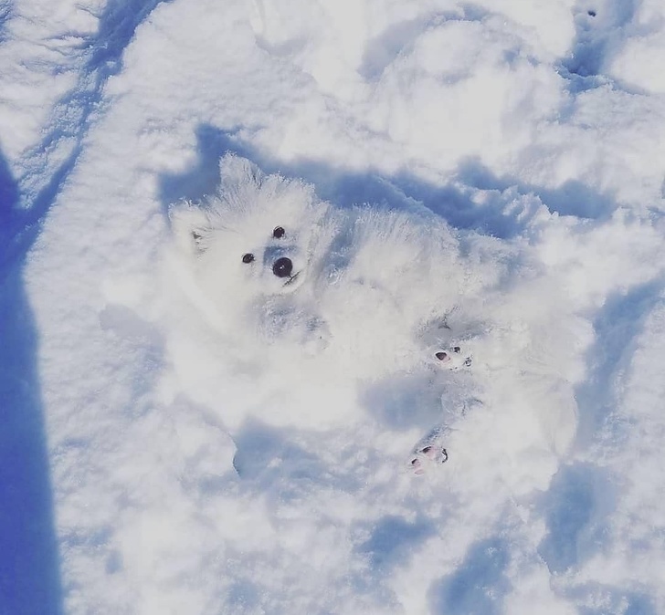 Animals That Are Masters of Camouflage