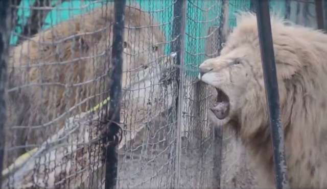 Taigan Safari Park in Crimea Lets Visitors Inside the Lion Enclosure
