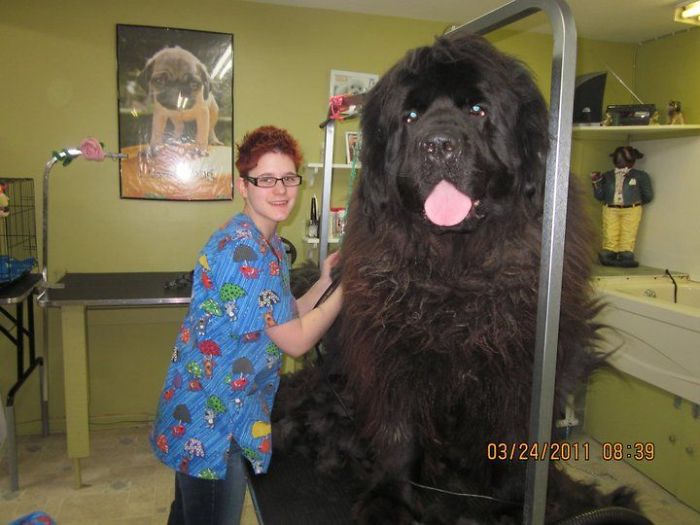 Funny and Cute Photos of Newfoundlands, and Its Crazy How Massive They Are