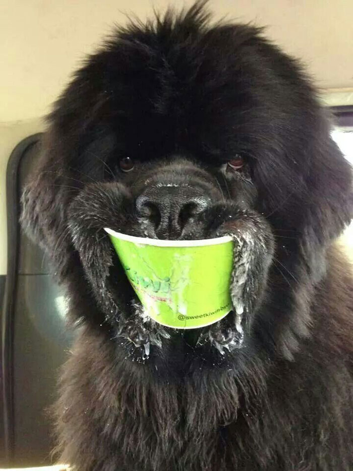 Funny and Cute Photos of Newfoundlands, and Its Crazy How Massive They Are