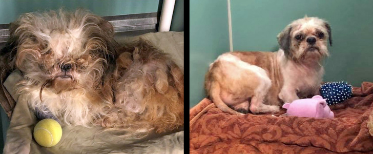 Mark Imhof; A Man Who Helped Shelter Dogs By Giving Them Haircuts and Help Them Find Homes