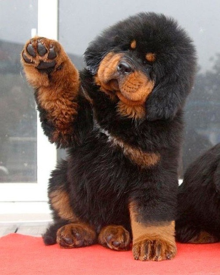 Chubby Animals That Will Shoot Straight In Your Heart