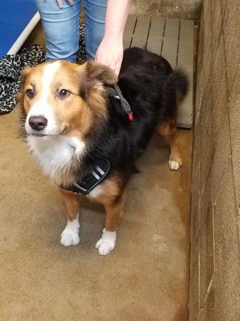 Jake; the Border Collie Saved From Shelter Smiles On His Way To New Home