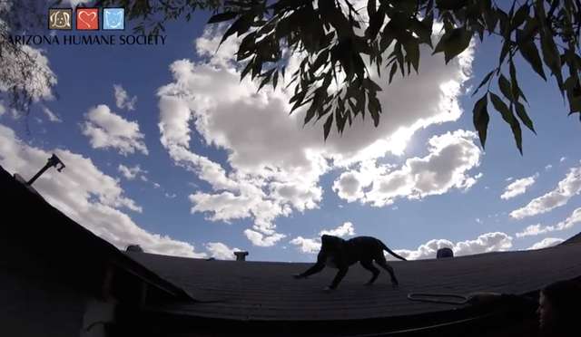 Rufio; the Pit Bull Puppy Gets Stuck On Roof; After Seeing his Rescuers he Gets Super Excited