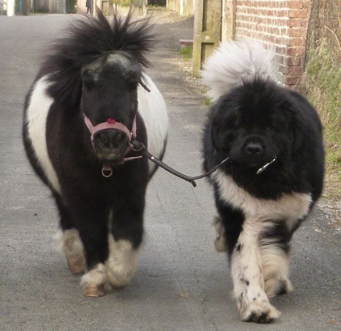 Funny and Cute Photos of Newfoundlands, and Its Crazy How Massive They Are