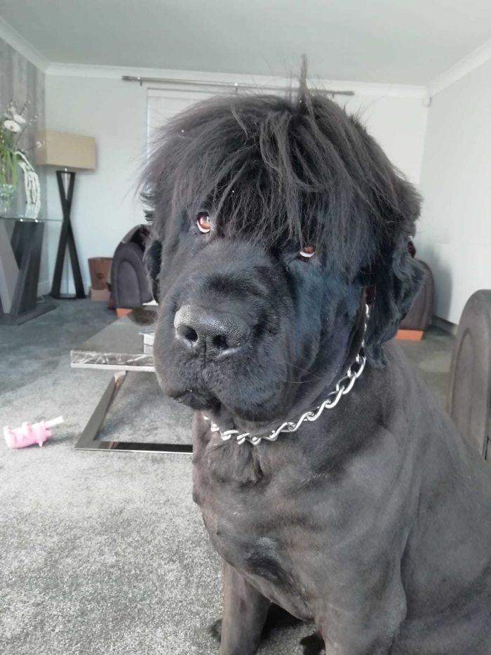 Funny and Cute Photos of Newfoundlands, and Its Crazy How Massive They Are