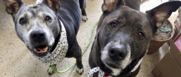 Senior Dogs Found Abandoned By Petco Workers In Store's Bathroom