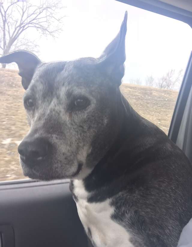 Senior Dogs Found Abandoned By Petco Workers In Store's Bathroom