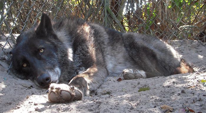 Yuki; The Wolfdog Dumped By Owner At A Kill Shelter, Luckily This Sanctuary Saved Him