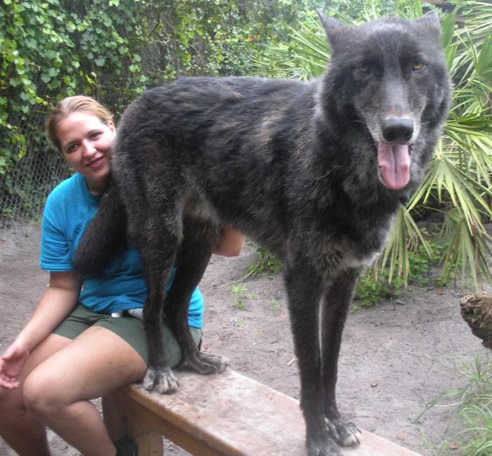 Yuki; The Wolfdog Dumped By Owner At A Kill Shelter, Luckily This Sanctuary Saved Him