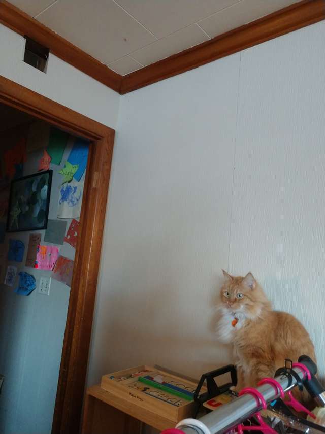 Owner Finds Her Big Cat Stuck In Hilarious Position