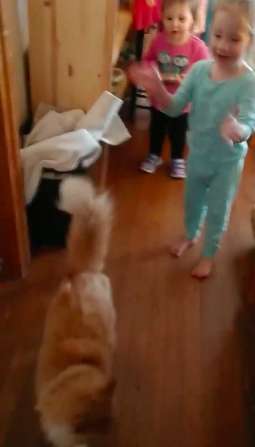 Owner Finds Her Big Cat Stuck In Hilarious Position