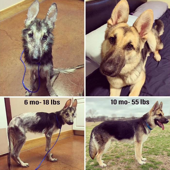 GSD rescue